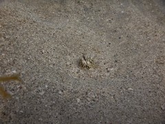 Callechelys marmorata