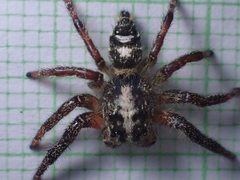 Hyllus diardi