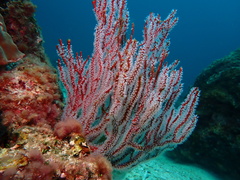 Subergorgia suberosa