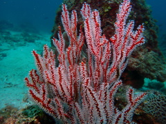 Subergorgia suberosa