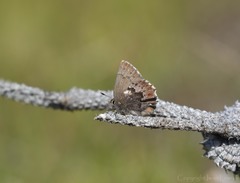 Callophrys mossii