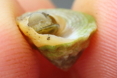 Bembicium auratum
