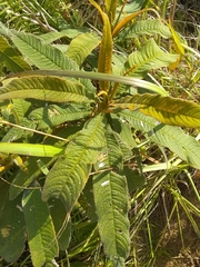 Rhytidophyllum bicolor