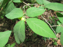 Lonicera praeflorens