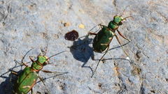 Cicindela turkestanica