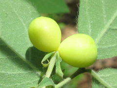 Lonicera praeflorens