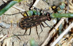 Cylindera inscripta