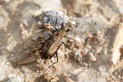 Cylindera descendens