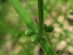Asparagus schoberioides