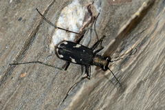 Cylindera descendens