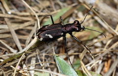 Cylindera descendens