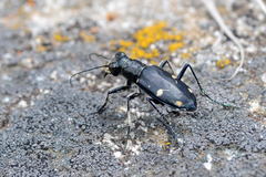 Cicindela granulata