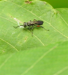 Liris subtessellatus