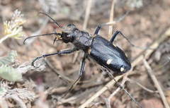 Cicindela granulata