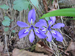 Iris rossii