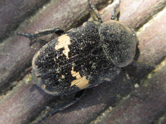Glycyphana fulvistemma