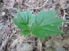 Ainsliaea acerifolia