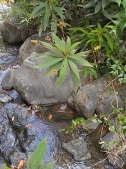 Rhytidophyllum bicolor