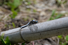 Orthetrum japonicum