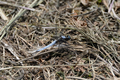 Orthetrum japonicum
