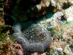 Stichodactyla tapetum