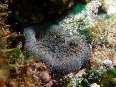 Stichodactyla tapetum