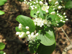 Symplocos sawafutagi