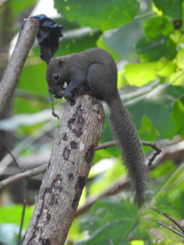 Callosciurus concolor