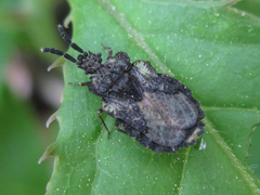 Aradus spinicollis