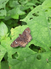 Caprona ransonnettii potiphera