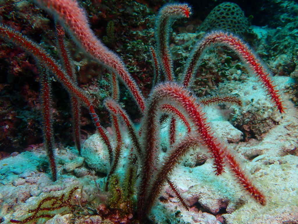 sea whip
