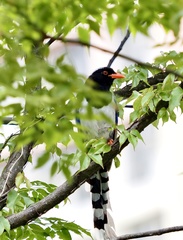 Urocissa erythroryncha