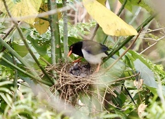 Urocissa erythroryncha