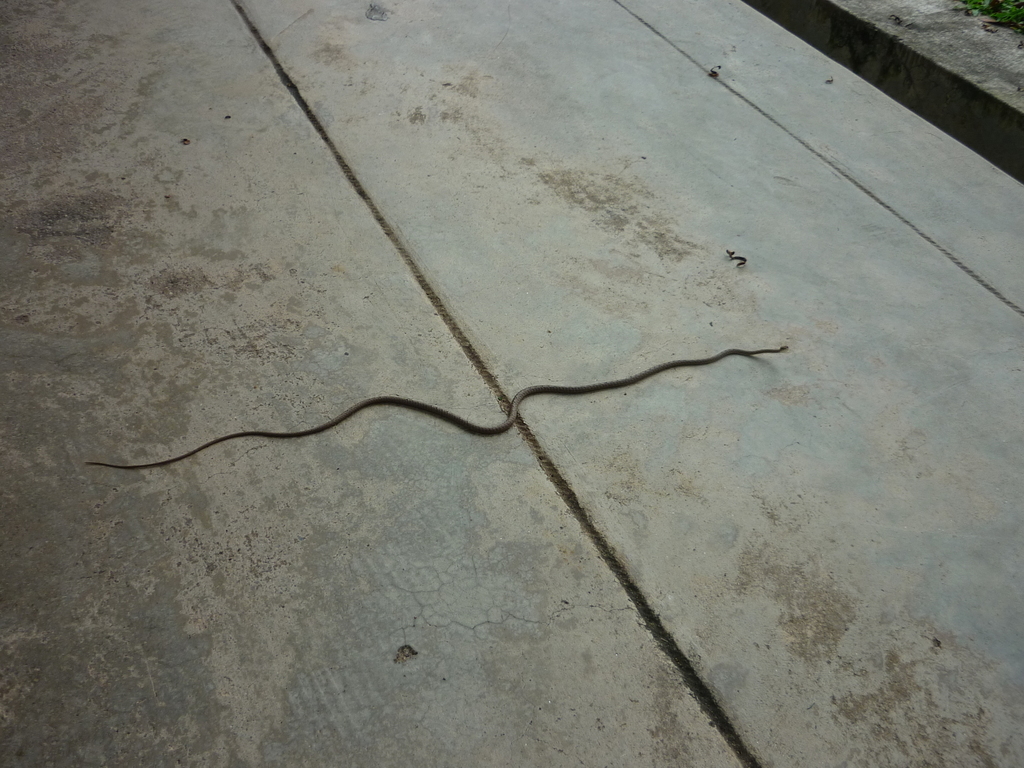 Red Whip Snake