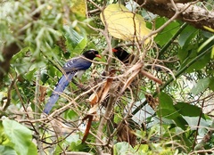 Urocissa erythroryncha