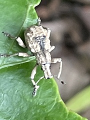 Dermatoxenus caesicollis