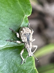 Dermatoxenus caesicollis