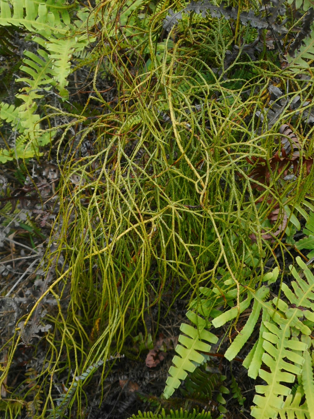 Lycopodiastrum casuarinoides — ảnh 3