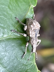 Dermatoxenus caesicollis