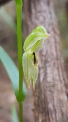 Pterostylis longifolia