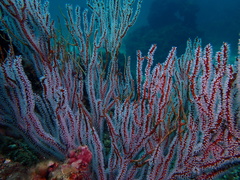 Subergorgia suberosa