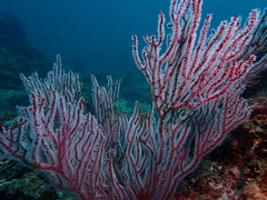 Subergorgia suberosa