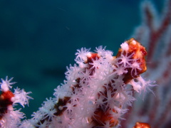 Subergorgia suberosa