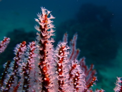 Subergorgia suberosa