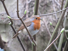 Erithacus rubecula