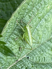 Tettigonia orientalis