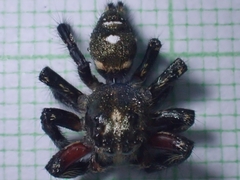 Hyllus diardi