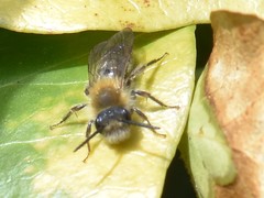 Andrena nitida