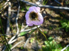Drosera pauciflora