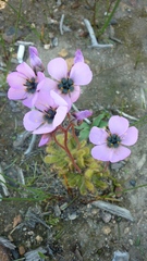 Drosera pauciflora